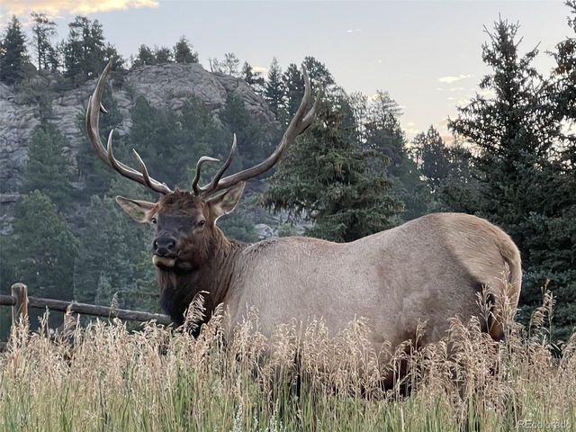 26268 Snowdrop Rd, Evergreen, CO 80439