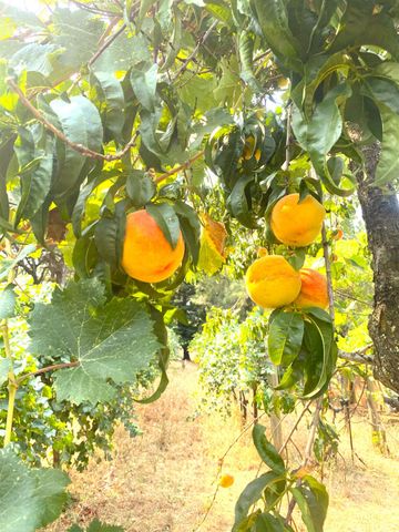 22801 Hidden Ranch Rd, Auburn, CA 95602