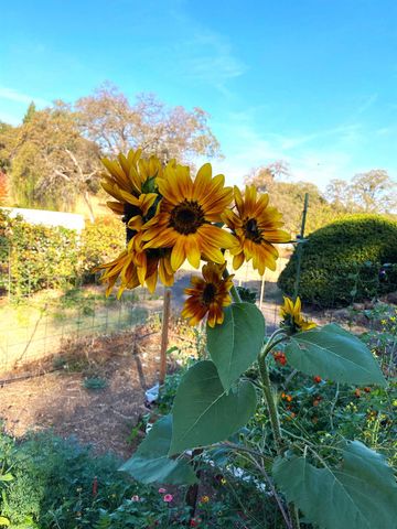 22801 Hidden Ranch Rd, Auburn, CA 95602