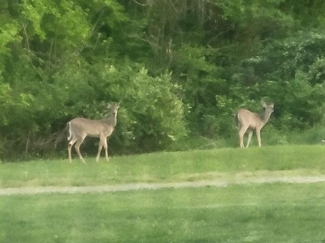 23536 Forest Shores Drive, Lagrange Twp, MI 49031