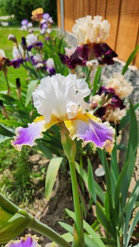 23536 Forest Shores Drive, Lagrange Twp, MI 49031