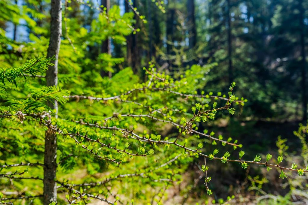 675 Beaver Lake Road, Whitefish, MT 59937 photo 15