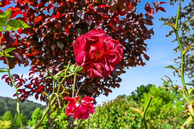 241 Belhaven Cir, Santa Rosa, CA 95409