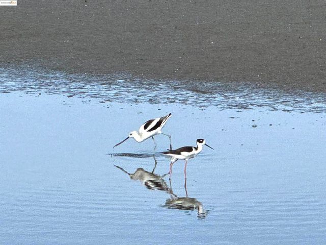 3365 Los Prados St, San Mateo, CA 94403