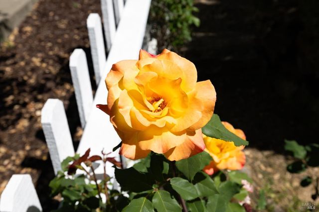 1440 Tammy Way, Santa Rosa, CA 95401