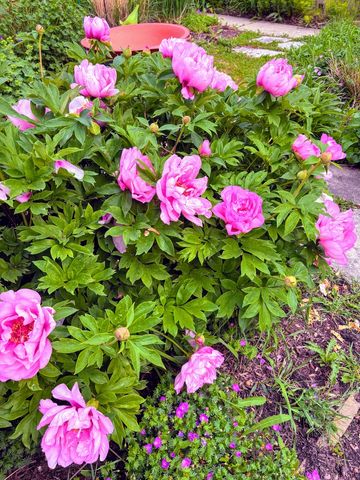 8136 Kenton Avenue, Skokie, IL 60076