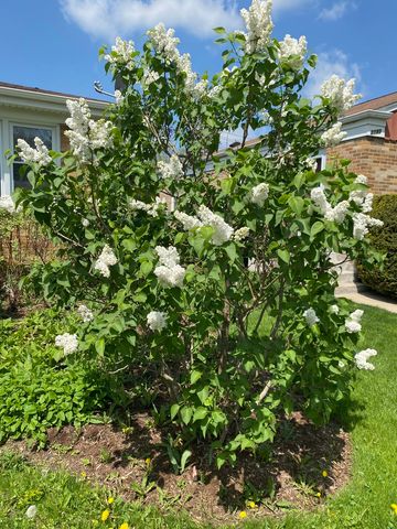 8136 Kenton Avenue, Skokie, IL 60076