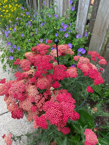 8136 Kenton Avenue, Skokie, IL 60076