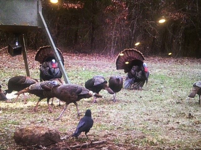 19055 Cove Creek Road, Prairie Grove, AR 72753