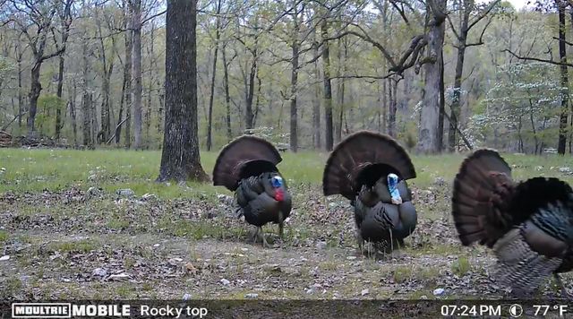 314 Bear Bluff Trail, Ravenden, AR 72459