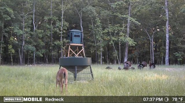 314 Bear Bluff Trail, Ravenden, AR 72459