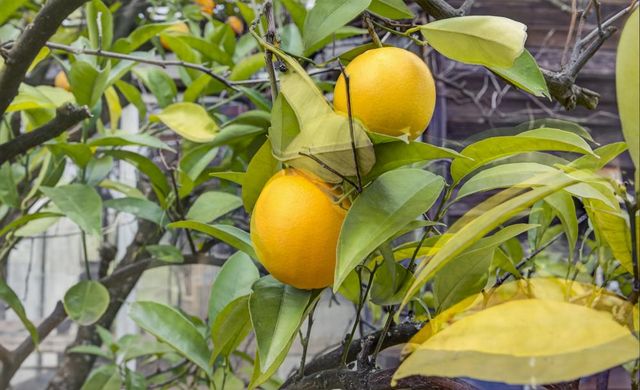 2100 Sisley Rd, Penryn, CA 95663