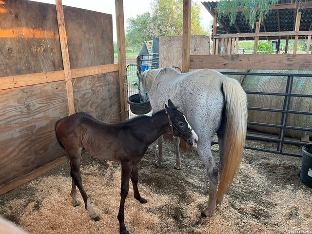 3285 Pittman Rd, St Hedwig, TX 78152