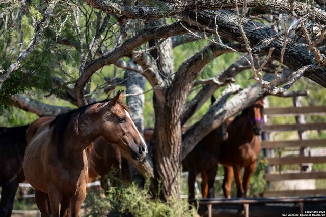 3285 Pittman Rd, St Hedwig, TX 78152