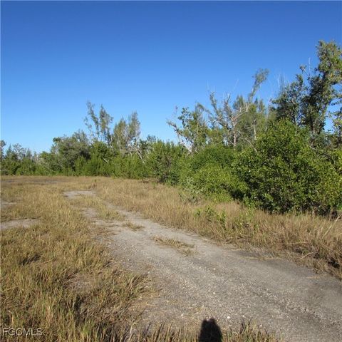 Ficus Tree, Bokeelia, FL 33922