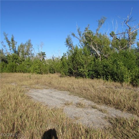 Ficus Tree, Bokeelia, FL 33922