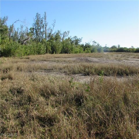 Ficus Tree, Bokeelia, FL 33922
