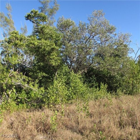 Ficus Tree, Bokeelia, FL 33922