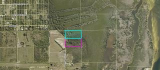 Ficus Tree, Bokeelia, FL 33922