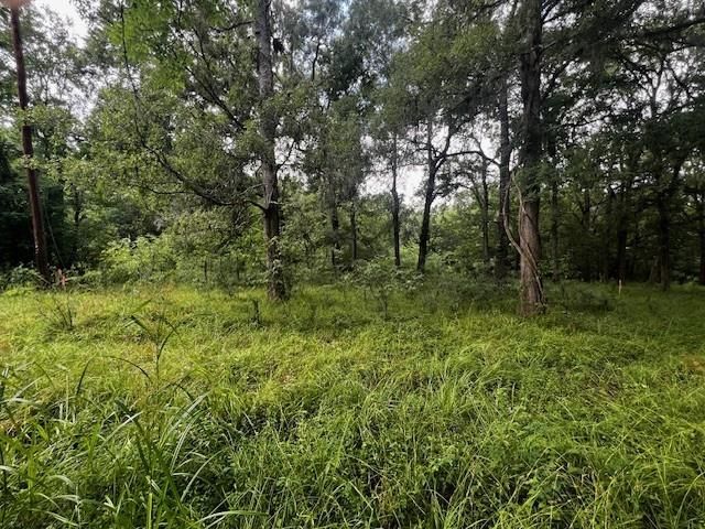 TBD Francies, Shepherd, TX 77371