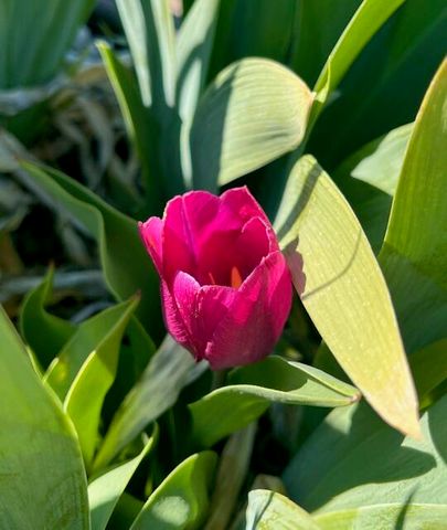 300 THOMPSON, Moriarty, NM 87035