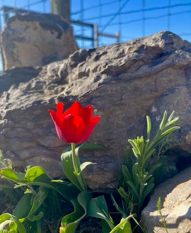 300 THOMPSON, Moriarty, NM 87035