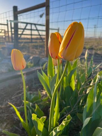 300 THOMPSON, Moriarty, NM 87035