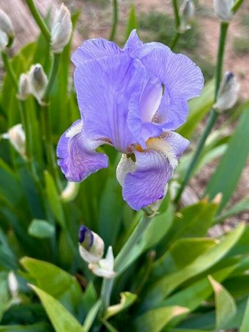 300 THOMPSON, Moriarty, NM 87035