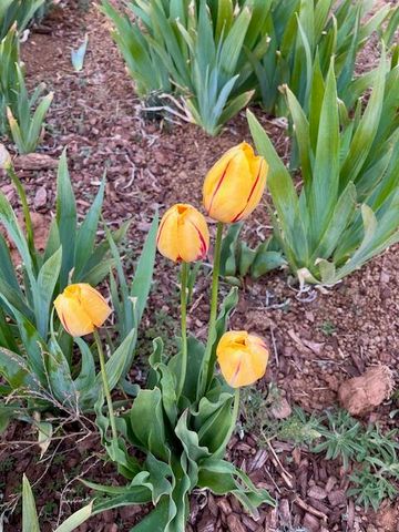 300 THOMPSON, Moriarty, NM 87035