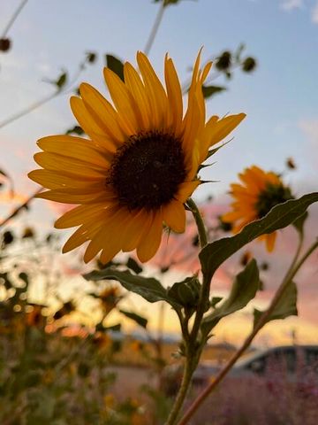 300 THOMPSON, Moriarty, NM 87035