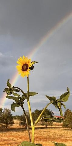 300 THOMPSON, Moriarty, NM 87035