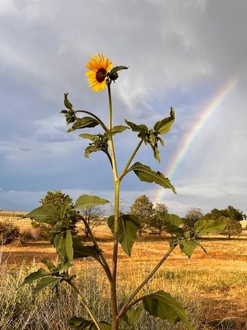 300 THOMPSON, Moriarty, NM 87035