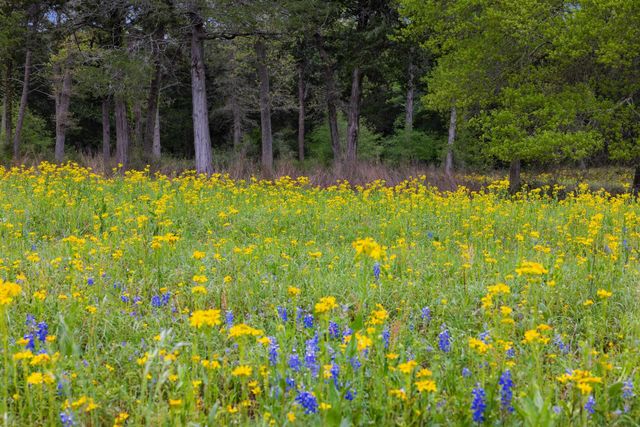 24661 Squirrel Road, New Ulm, TX 78950