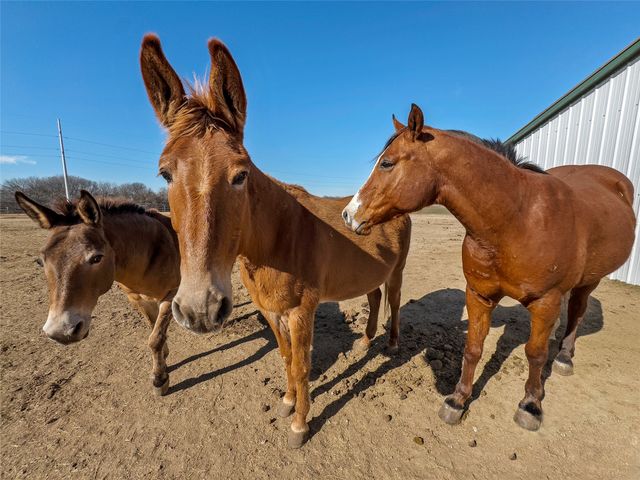 459 Private Road 2625, Decatur, TX 76234