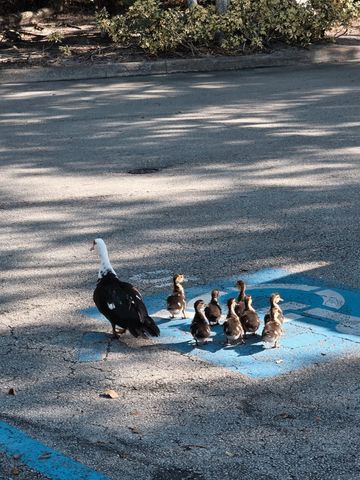 4863 Via Palm Lakes 812, West Palm Beach, FL 33417