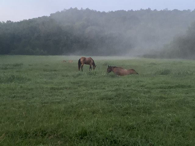 25 Cardinal Rd, Linden, TN 37096