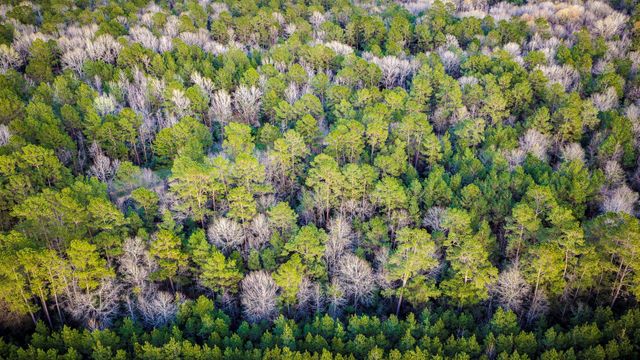 001 Holly Grove Road, Livingston, TX 77351