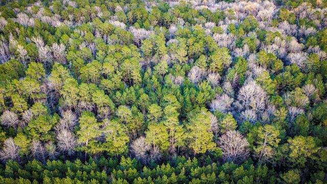 001 Holly Grove Road, Livingston, TX 77351