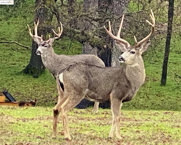 13133 Mohrmann St, Groveland, CA 95321