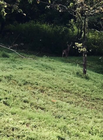 1302 Coosie Branch Rd, Cornersville, TN 37047