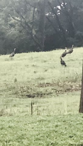 1302 Coosie Branch Rd, Cornersville, TN 37047