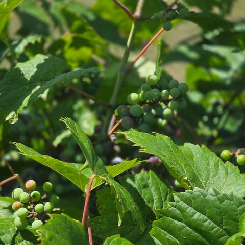 112 1st Street, Oscoda, MI 48750