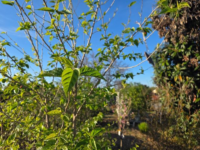 14200 Sycamore Avenue, San Martin, CA 95046