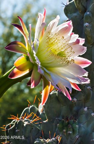 9162 E SKY LINE Drive, Scottsdale, AZ 85262