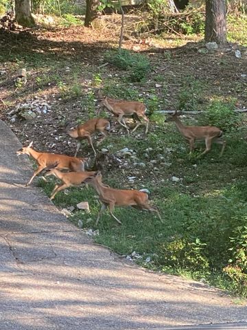 305 Ramble St, Hot Springs, AR 71901