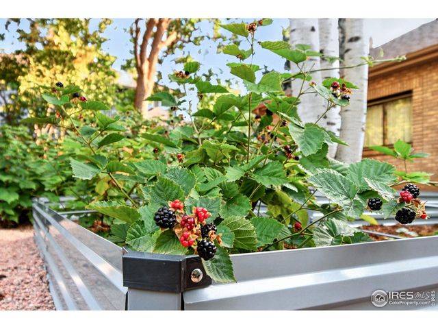 2020 Diamond Dr, Longmont, CO 80504