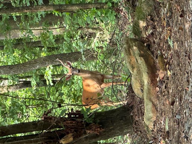 4542 Clear Creek, Ellijay, GA 30536