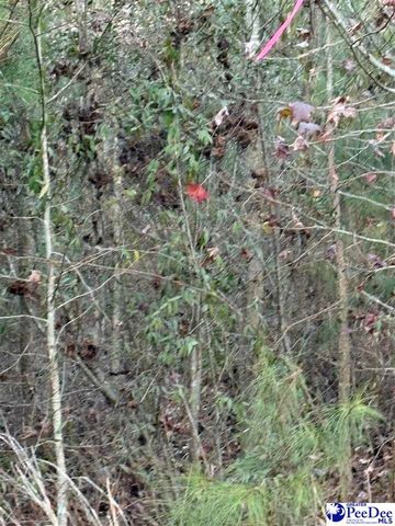 TBD Scottland Road, Dillon, SC 29536