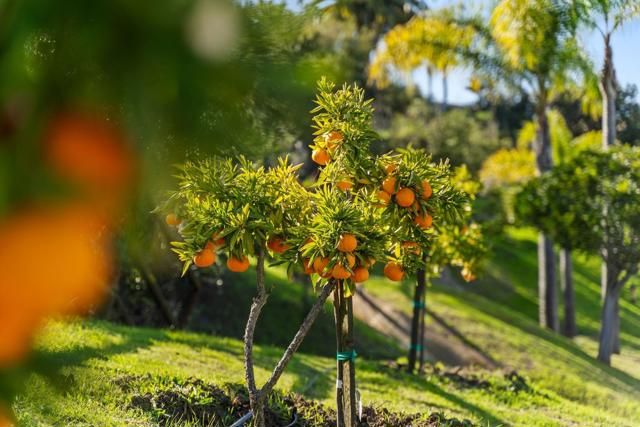 3376 Calle Tres Vistas, Encinitas, CA 92024