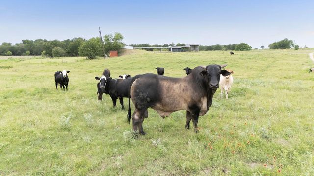 51 County Road 436, Thrall, TX 76578